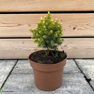 Picea Glauca - Smrek biely ´RAINBOW´S END´, kont. C2L, výška 10-20 cm (-34°C)